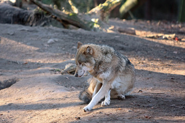 Fototapeta premium Wolf