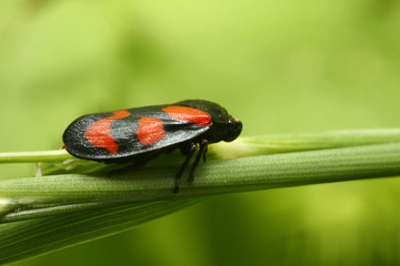 Cercopis vulnerata