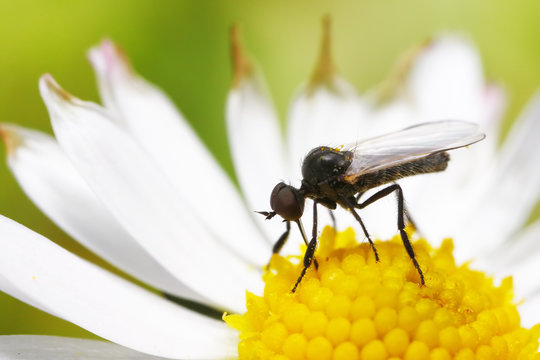 Empis sp