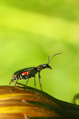 Malachius bipustulatus