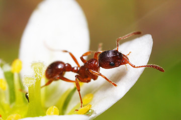 Myrmica rubra © Raphaël Haentjens