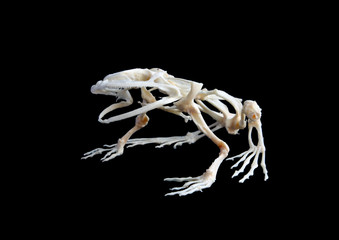 Fototapeta premium Isolated true rana frog skeleton on black background