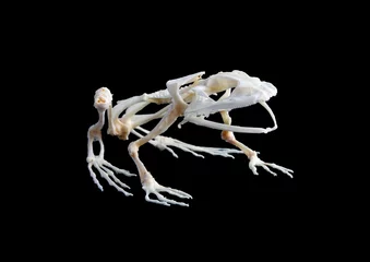 Cercles muraux Grenouille Isolated true rana frog skeleton on black background