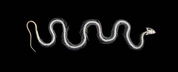 Isolated grass snake (Natrix) skeleton on a black background