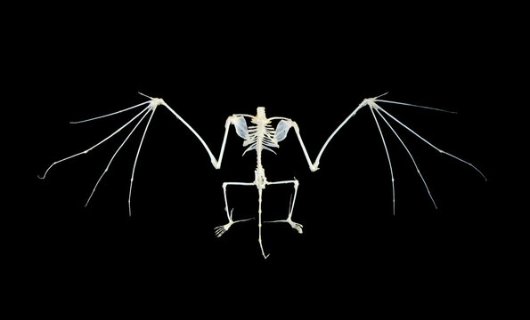 Isolated night bat skeleton on black background