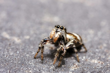 Salticus scenicus