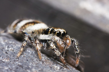 Salticus scenicus