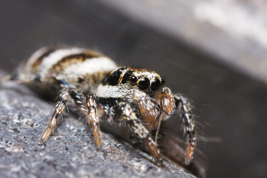 Salticus scenicus