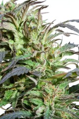 Obraz premium a leaves of hemp closeup on white background