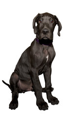 Great dane puppy