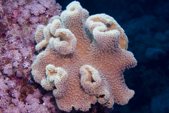 Fototapeta Rough Leather Coral