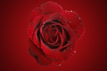 red rose for you