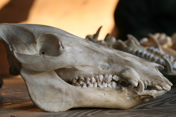 wild boar skull