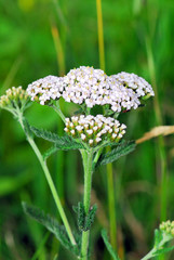 Pflanzen, Schafgarbe © R.-Andreas Klein