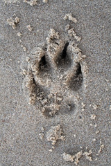 Footprint