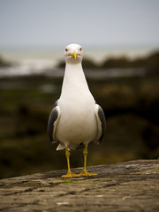 Obraz premium Goeland 01