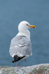 A close up portrait of a Seagull perched on a rock