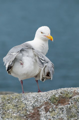 A close up portrait of a Seagull perched on a rock