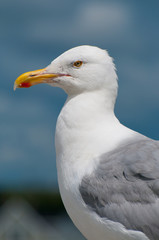 A close up portrait of a Seagull perched on a rock