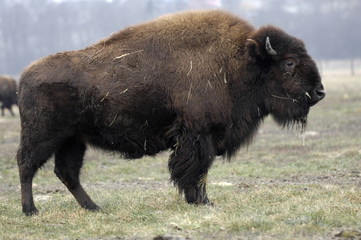Amerikanischer Bison