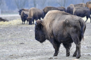 bisons