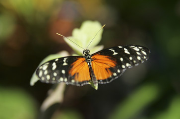 Fototapeta na wymiar butterfly closeup