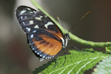 Obraz na płótnie Canvas butterfly closeup