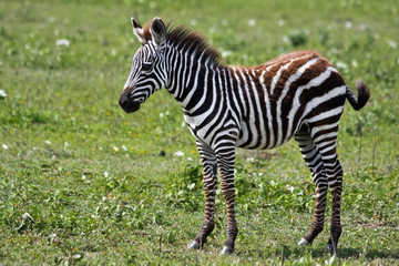 Zebra Foal in Serengeti
