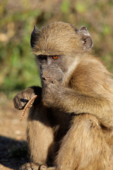 Chacma baboon (Papio hamadryas), Kruger N/P, South Africa