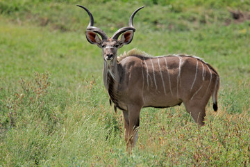 Male kudu antelope, (Tragelaphus strepsiceros), South Africa