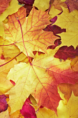 Naklejka na ściany i meble fallen maple multi-coloured leaves