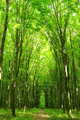 forest path