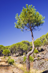 El pino torcido
