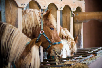 many horses in a row eating at the stables