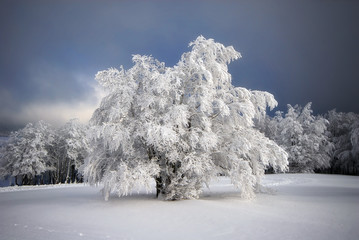 Arbre sous la neige
