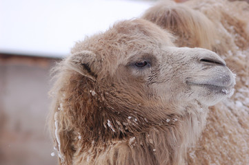 Fototapeta premium camel portrait