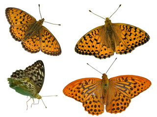 Naklejka premium Fritillary butterflies isolated on white