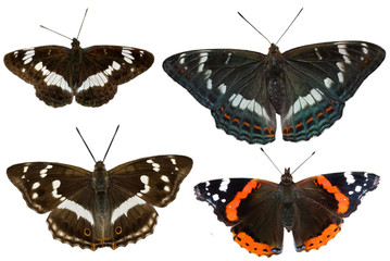 Four species of black butterflies