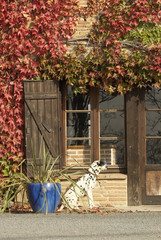 Dalmatien en garde