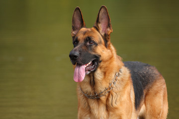 My german shepherd