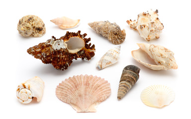 shell