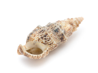 shell
