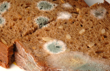 verschimmeltes brot