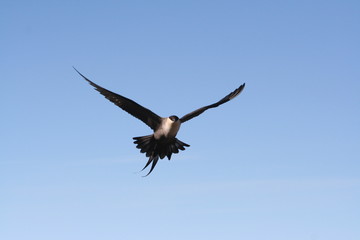 Long-tailed Jaeger in a flight