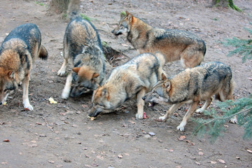 Fototapeta premium Wolf