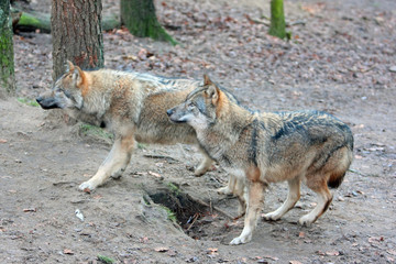 Fototapeta premium Wolf