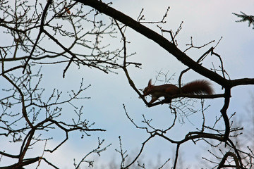 Eichhörnchen © Petra Kohlstädt