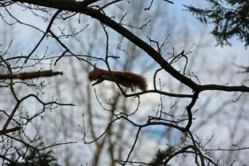 Eichhörnchen © Petra Kohlstädt