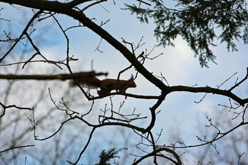 Eichhörnchen © Petra Kohlstädt