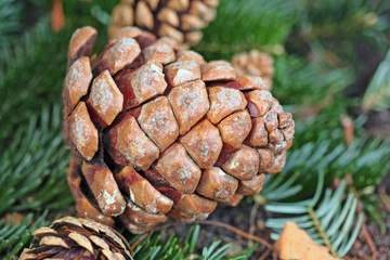 Zapfen © Petra Kohlstädt